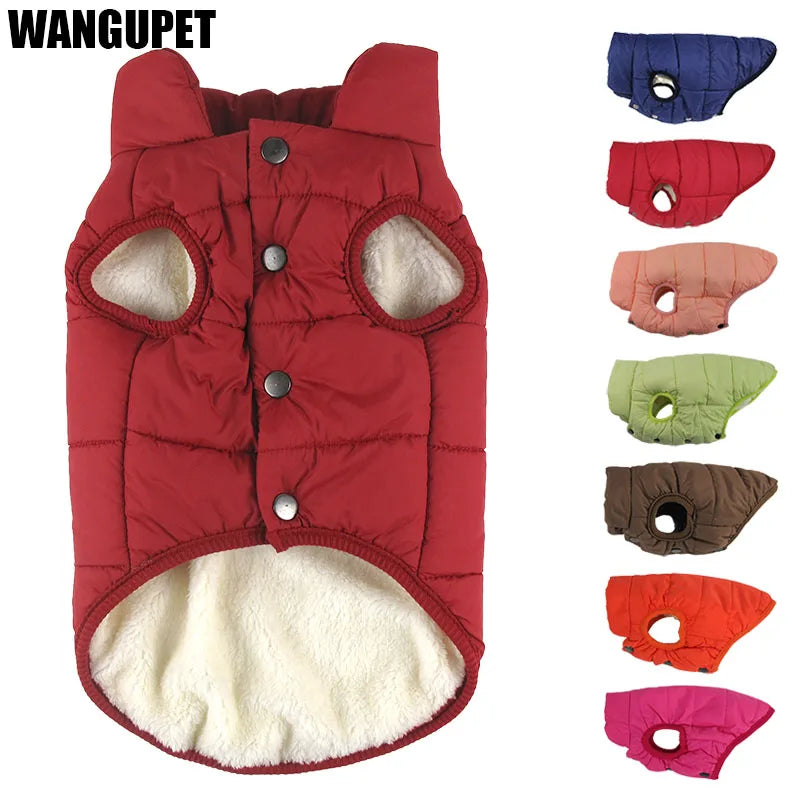 Vibrant Rainbow Jacket for Larger Dogs - Daisy's Amazing Deals